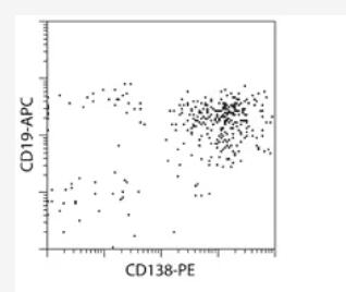 CD138+ cells were separated from peripheral whole blood of a healthy donor using StraightFrom Whole Blood CD138 MicroBeads and the autoMACS Pro Separator with program Posselwb. Cells were fluorescently stained with CD138-PE and CD19-APC.